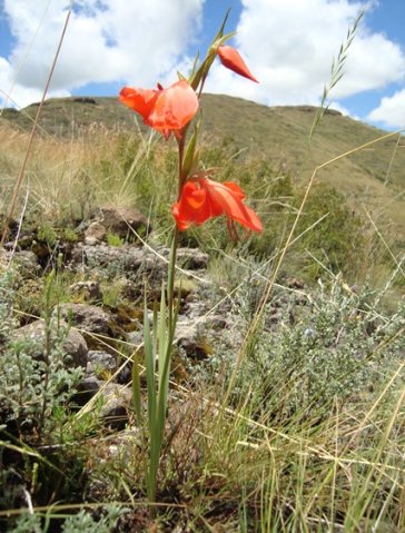 Gladiolus saundersii
